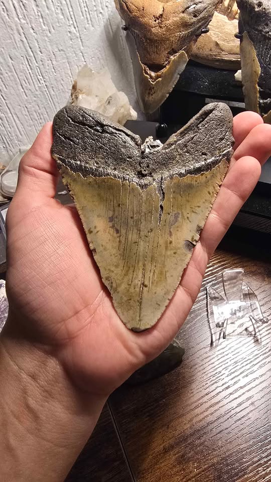 Fósil Autentico de Megalodon