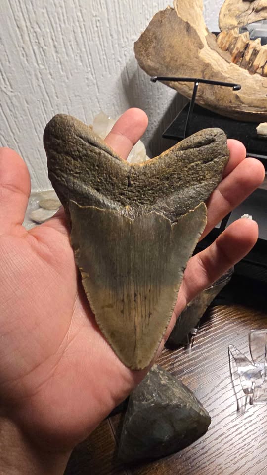 Fósil Autentico de Megalodon