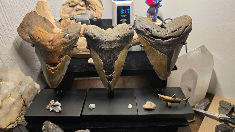 Fósil Autentico de Megalodon