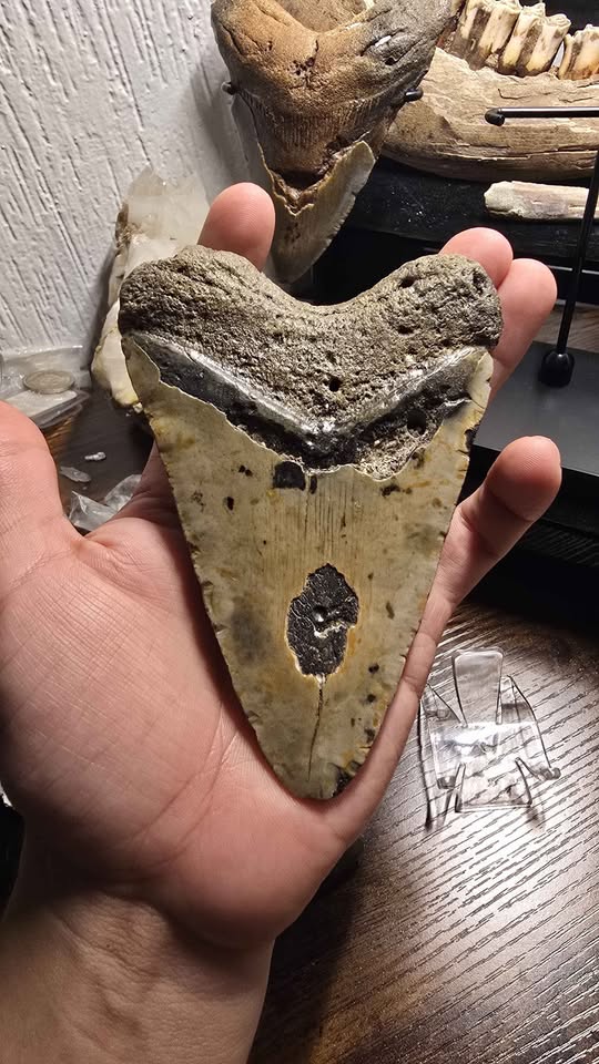 Fósil Autentico de Megalodon