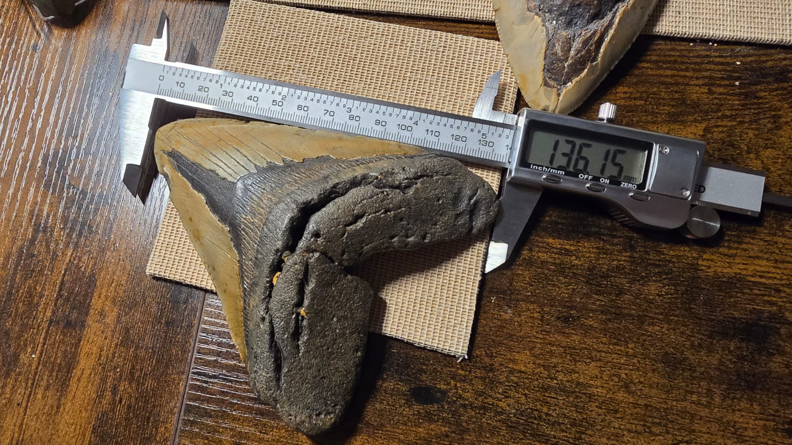 Fósil Autentico de Megalodon