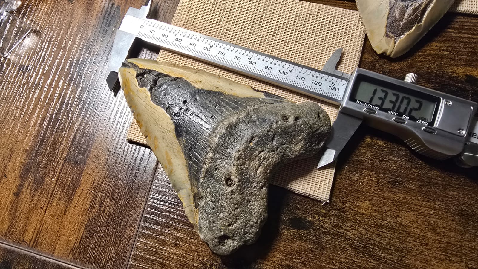 Fósil Autentico de Megalodon