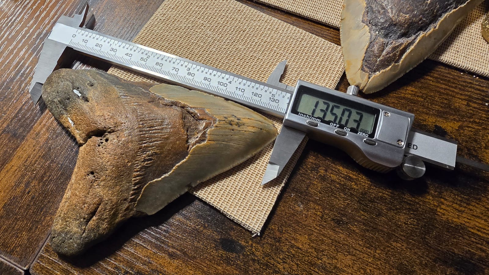 Fósil Autentico de Megalodon