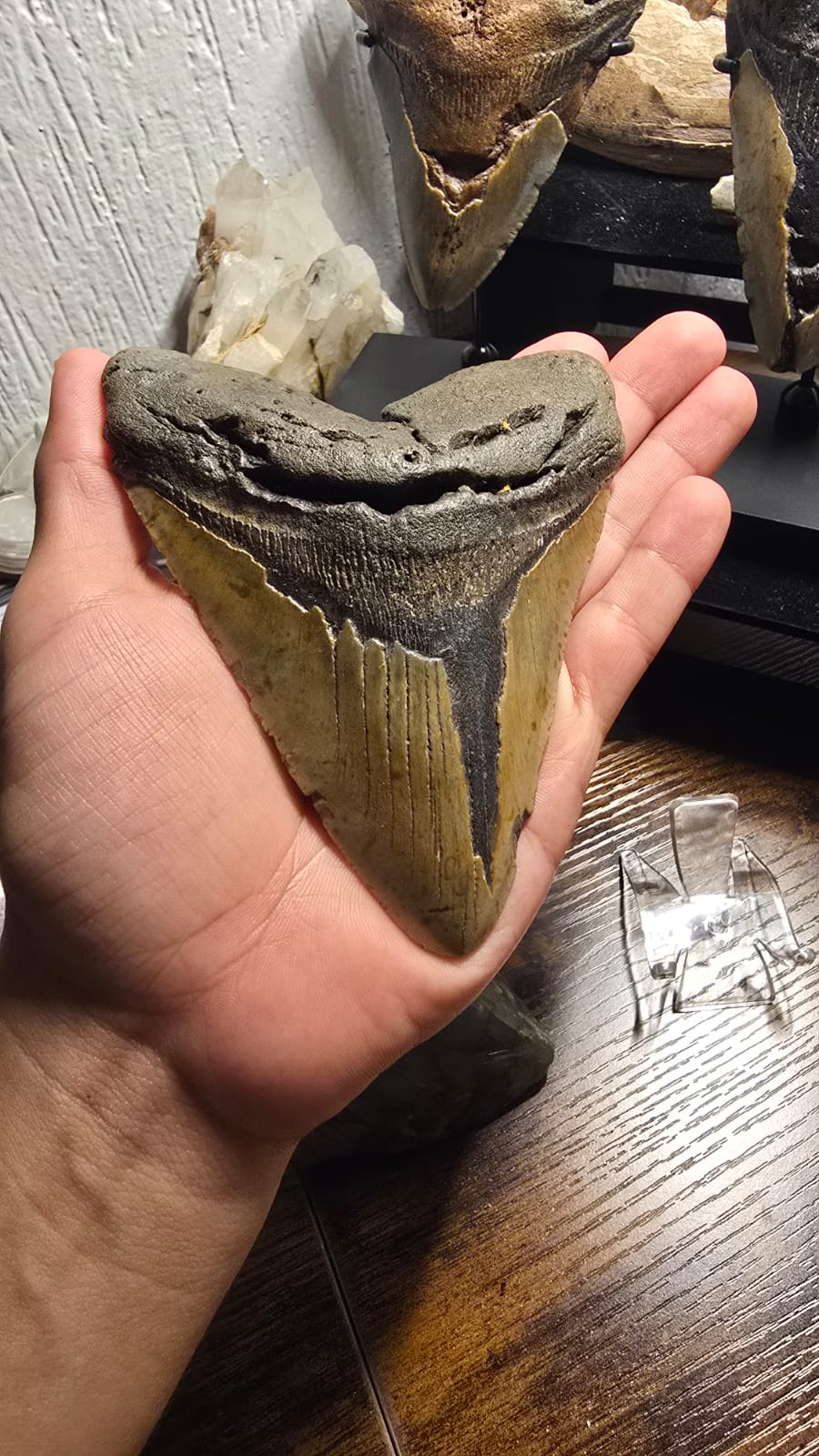 Fósil Autentico de Megalodon