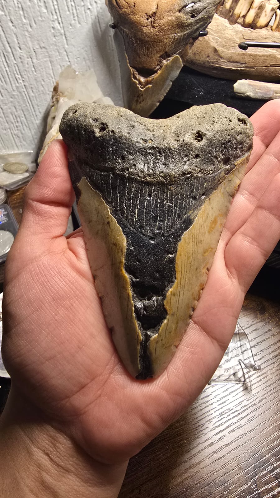 Fósil Autentico de Megalodon