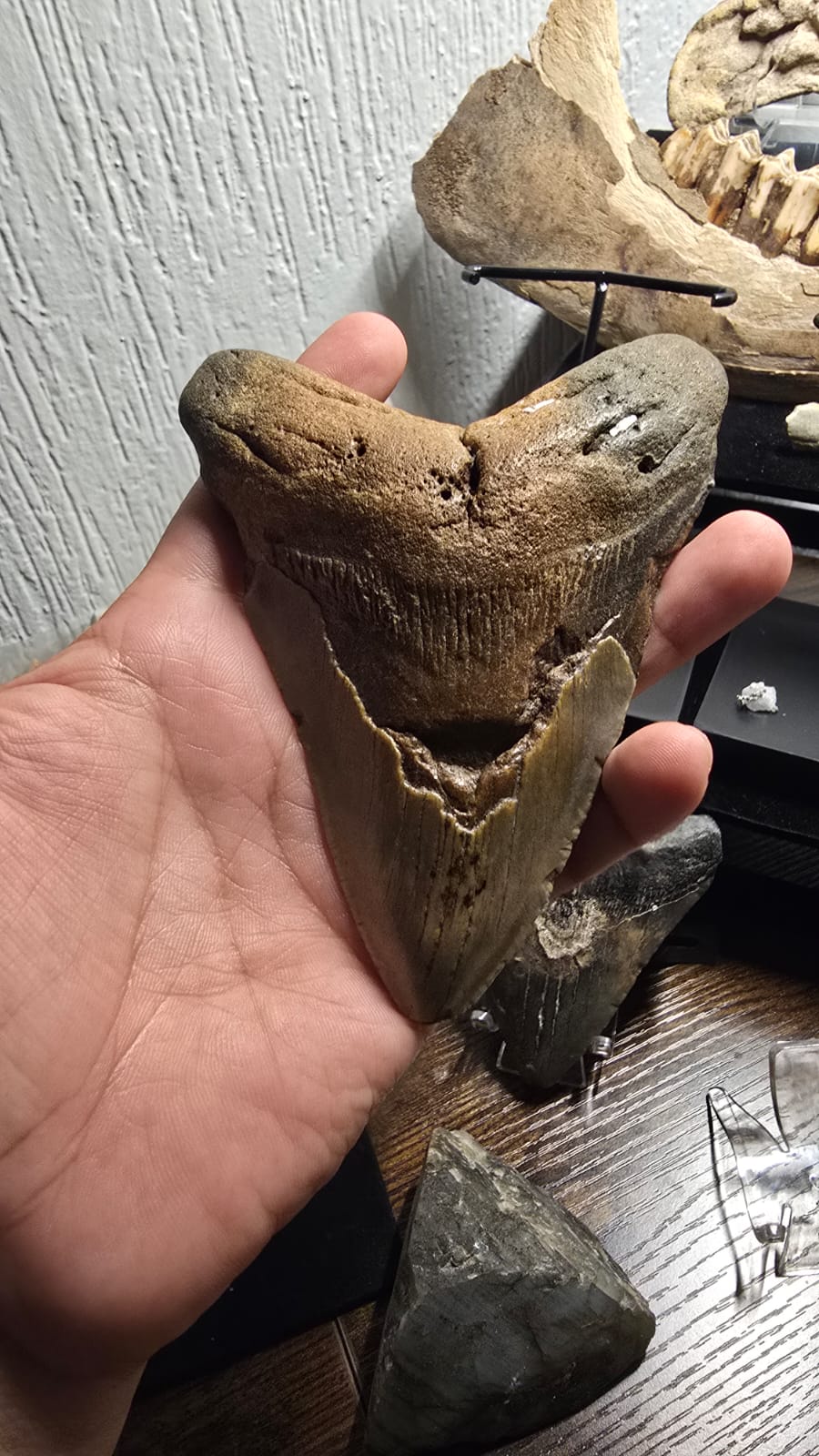 Fósil Autentico de Megalodon
