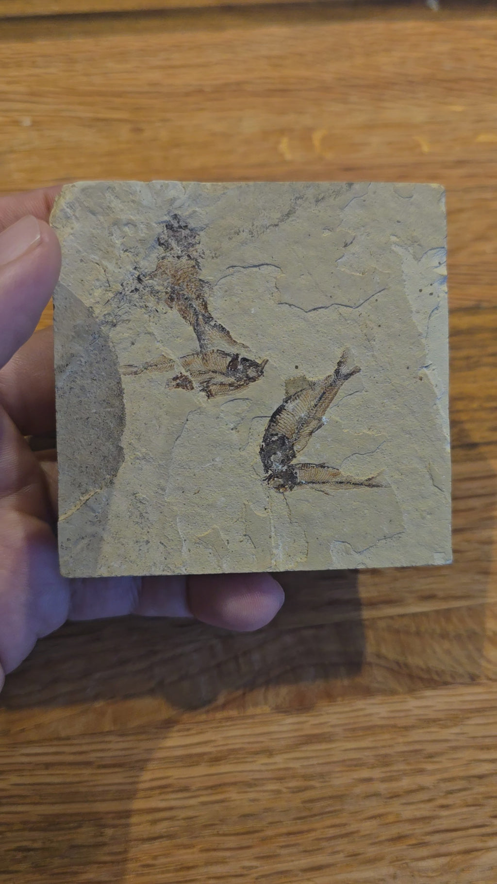 Fosil Diplomystus 8 x 8 cm (4 pescados en la pieza)