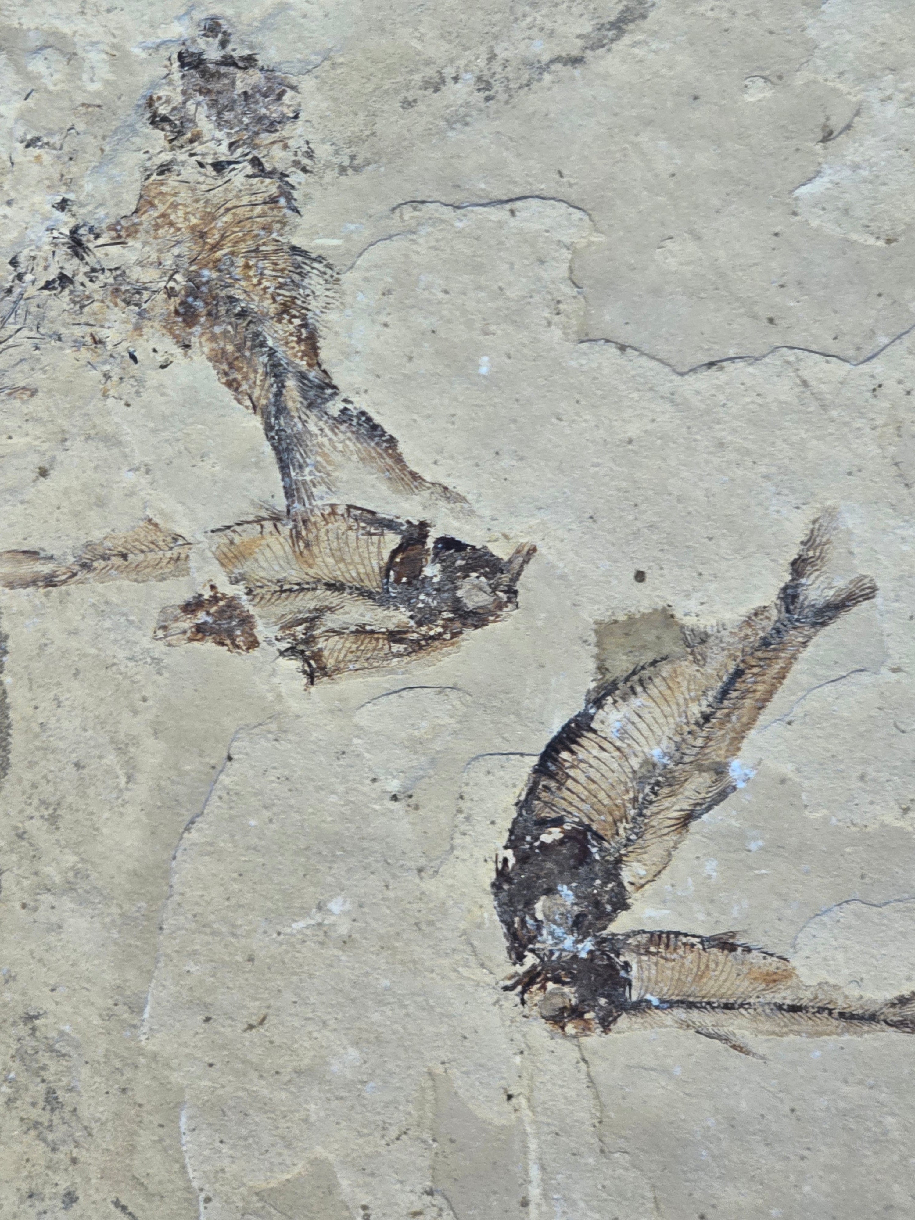 Fosil Diplomystus 8 x 8 cm (4 pescados en la pieza)