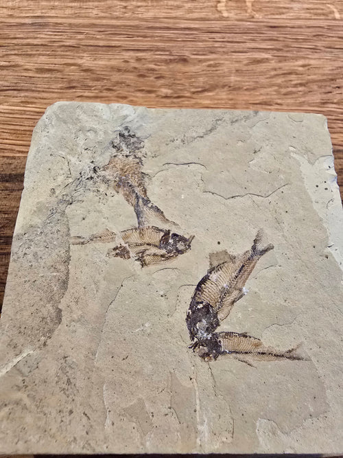 Fosil Diplomystus 8 x 8 cm (4 pescados en la pieza)
